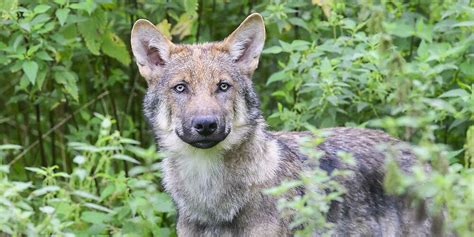 the wolf sportsbet|Wolf reisst drei Alpakas in Dussnang TG .